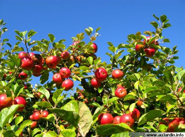 pommier arbre fruitier verger